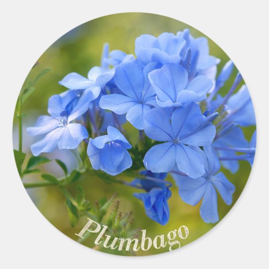 Plumbago - Blue Summer Flowers Afbeelding Ronde Sticker (Voorkant)