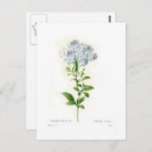 Plumbago Briefkaart (Voorkant / Achterkant)