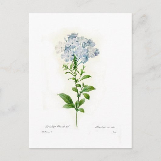 Plumbago Briefkaart (Voorkant)