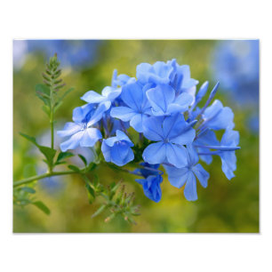Plumbago - Fleurs d'été bleues Photographie floral