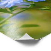 Plumbago - Fleurs d'été bleues Photographie floral (Coin)