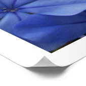 Plumbago Poster (Hoek)