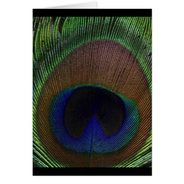 Plume de paon (Devant)