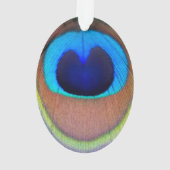 Plume de paon coloré Eyespot (dos)