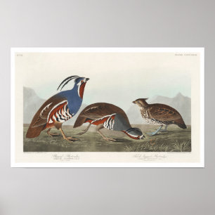 Plumed Partridge en dikke patrijs Poster