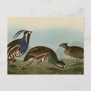 Plumed & Thick-legged Partridge Briefkaart