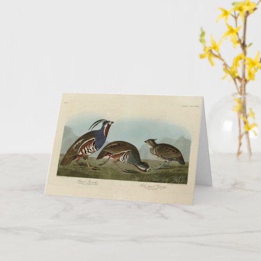 Plumed & Thick-legged Partridges - Audubon's vogel Kaart (Gele Bloem)