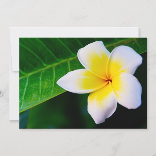 plumeria (Voorkant)