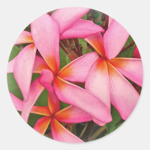 Plumeria - autocollant rose au néon d'as