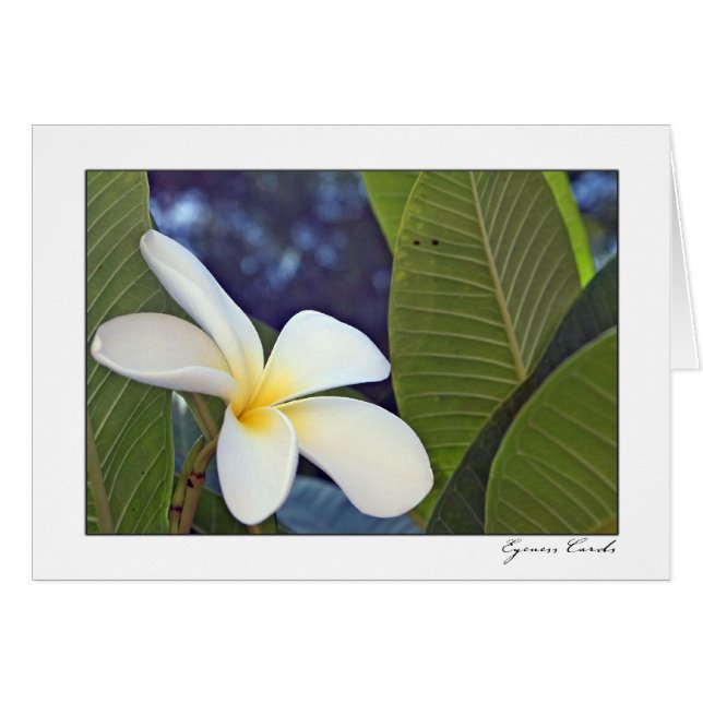 Plumeria blanc (Devant horizontal)
