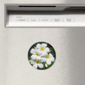 Plumeria blanche sur aimant (In Situ (Lave-vaisselle))
