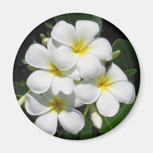 Plumeria blanche sur aimant (Devant)
