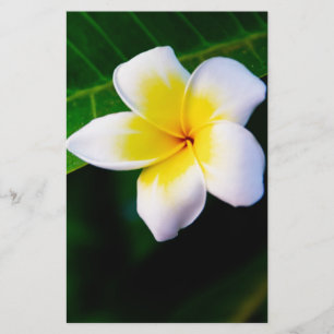 Plumeria Bloem Fotografie Briefpapier