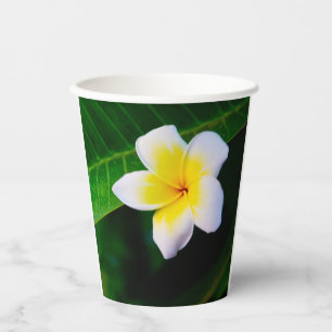 Plumeria Bloem Fotografie Papieren Bekers