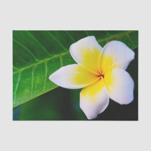 Plumeria Bloem Fotografie Tissuepapier (Voorkant)