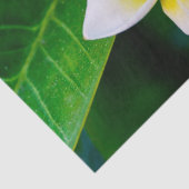 Plumeria Bloem Fotografie Tissuepapier (Detail)