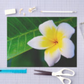 Plumeria Bloem Fotografie Tissuepapier (Craft)