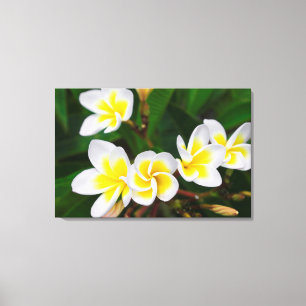 Plumeria bloemen close-up, Hawaï Canvas Afdruk