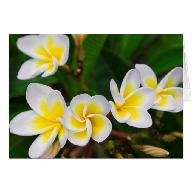 Plumeria bloemen close-up Hawaii (Voorkant Horizontaal)