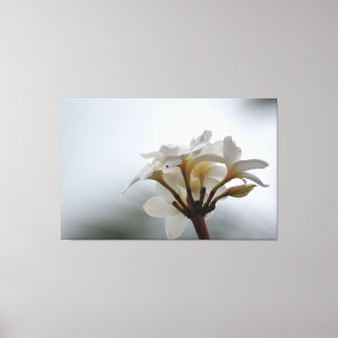 Plumeria Bloemen Hawaï Canvas Afdruk
