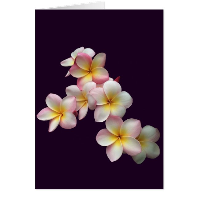 Plumeria-bloesems op donker paars (Voorkant)