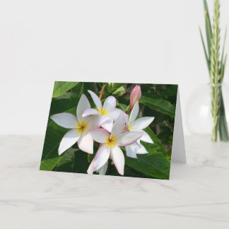 Plumeria Blooms Blank Kaart