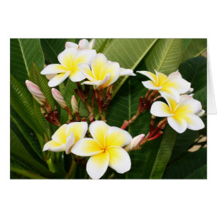 Plumeria Bouquet