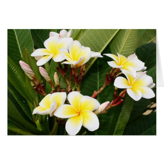 Plumeria Bouquet (Voorkant Horizontaal)