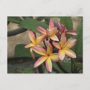 Plumeria Briefkaart