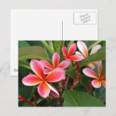 Plumeria-Briefkaart Briefkaart (Voorkant / Achterkant)