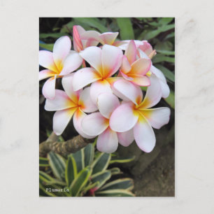 Plumeria (Briefkaart) Briefkaart