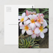 Plumeria (Briefkaart) Briefkaart (Voorkant / Achterkant)