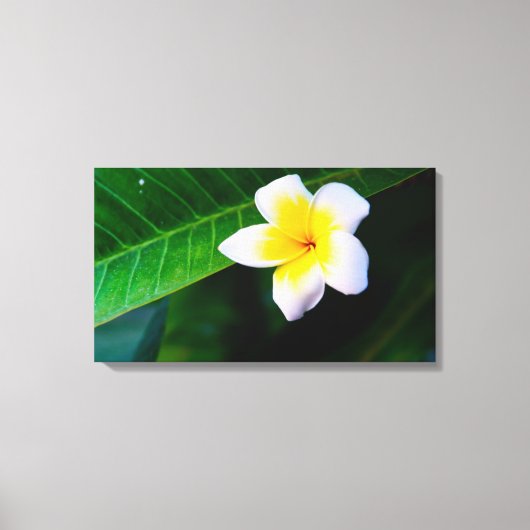 plumeria canvas afdruk (Voorkant)