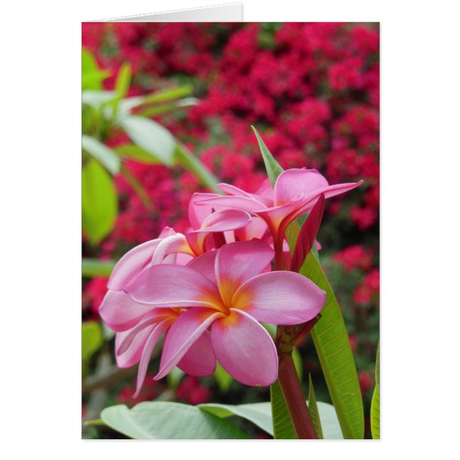 Plumeria en Bougainvillea (Voorkant)
