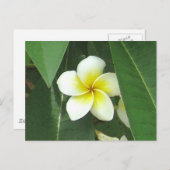Plumeria Extreme Briefkaart (Voorkant / Achterkant)