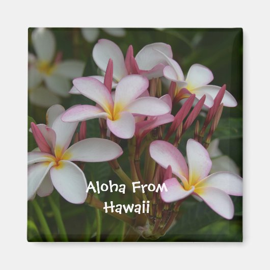 Plumeria Flower Magneet (Voorkant)