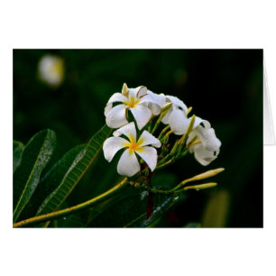 Plumeria Flower, Maui