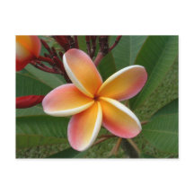 Plumeria flower - Oahu, Hawaii