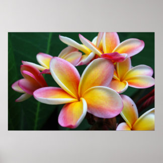 Plumeria Flower op Canvas! Poster