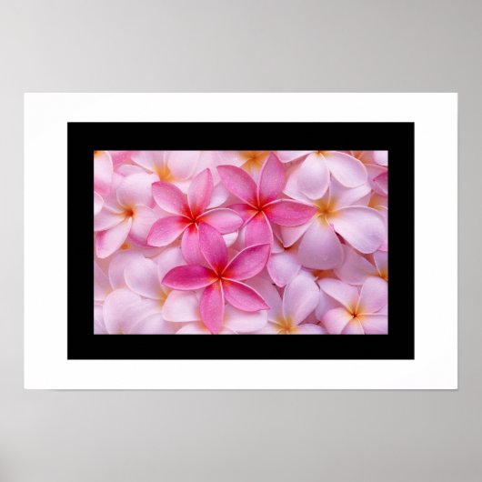 Plumeria Flower Poster (Voorkant)