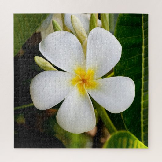 Plumeria Flowera met Leaves Legpuzzel (Verticaal)