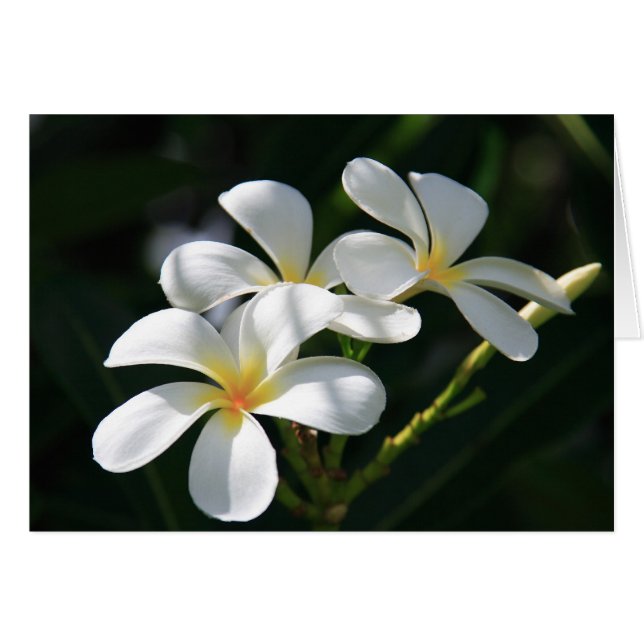 Plumeria Flowers (Voorkant Horizontaal)