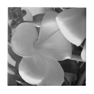 Plumeria Flowers in Black en White Tegeltje
