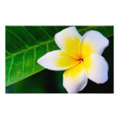 plumeria foto afdruk (Voorkant)