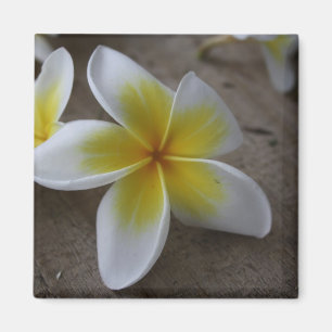 Plumeria - Frangipani bloemenfoto Magneet