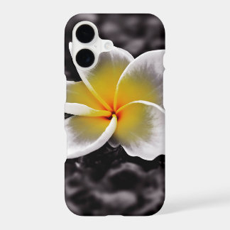 Plumeria Frangipani Hawaii