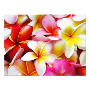 Plumeria Frangipani Hawaii Gepersonaliseerd Foto Afdruk