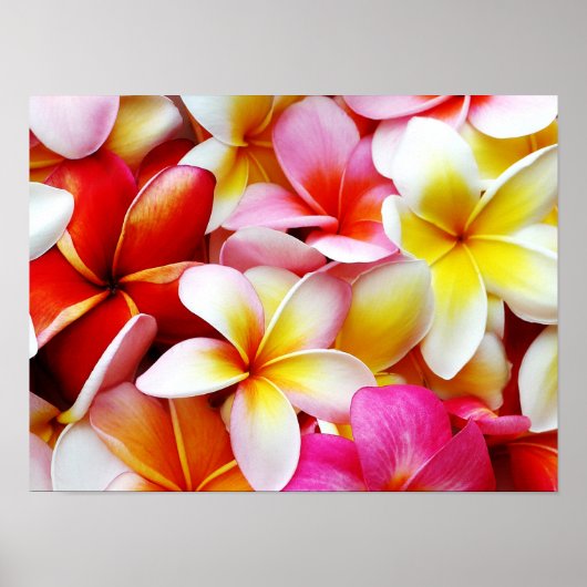Plumeria Frangipani Hawaii Gepersonaliseerd Poster (Voorkant)