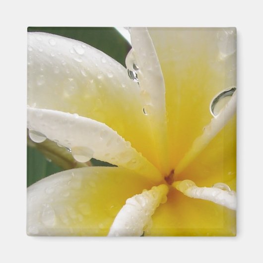 Plumeria gelb magneet (Voorkant)