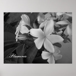 plumeria - Gepersonaliseerd Poster